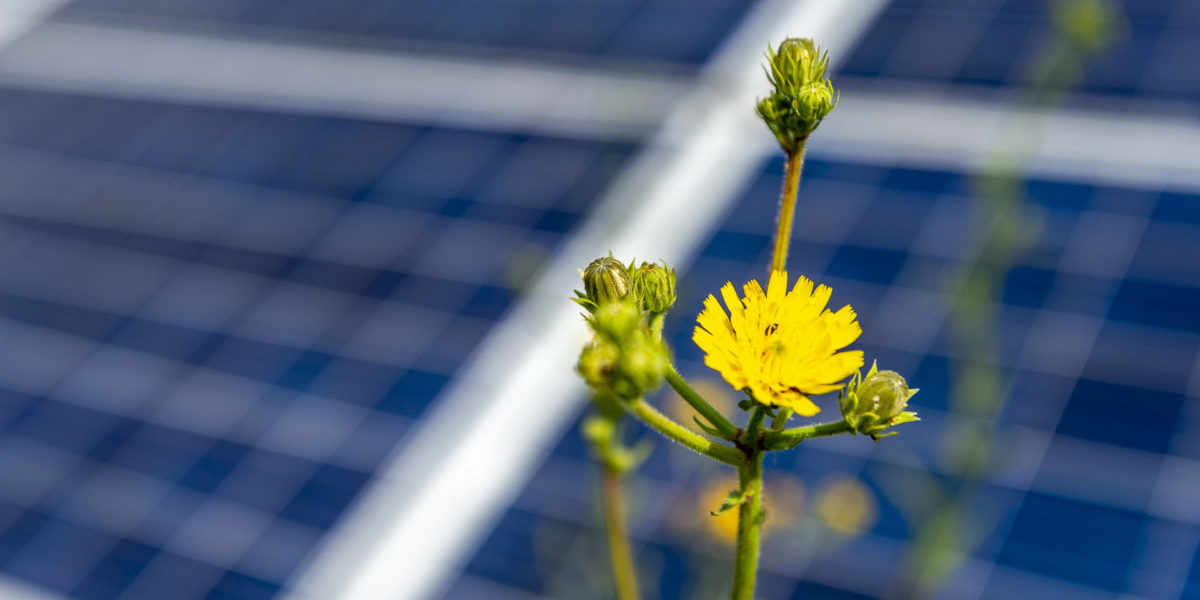 España liderará el autoconsumo y la generación fotovoltaica en Europa en 2024, según la AIE