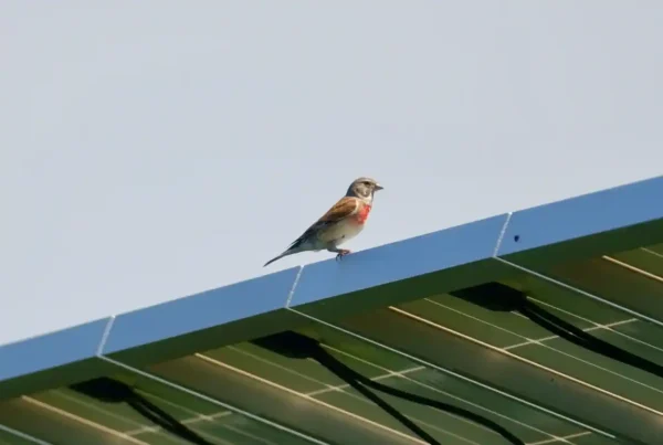 FOto unef pajaro
