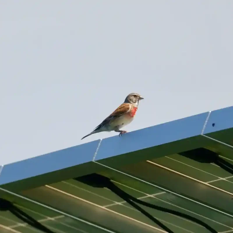 FOto unef pajaro